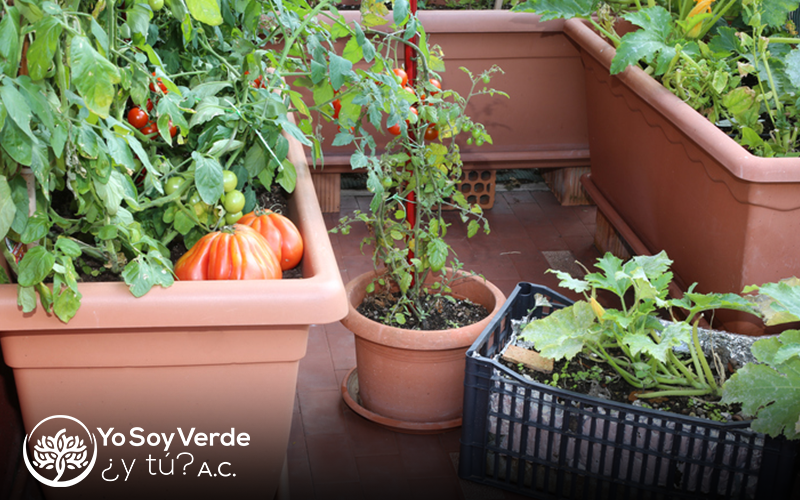 Beneficios de tener un huerto ecológico en casa