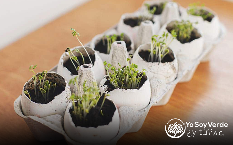 Como Hacer un Semillero desde Casa